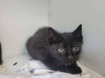 Domestic Short Hair Cats Available for Adoption in Delson, Quebec - NOVA | PetCurious