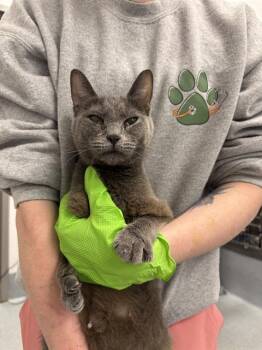 Domestic Short Hair Cats Available for Adoption in Indianapolis, Indiana - BRIE | PetCurious