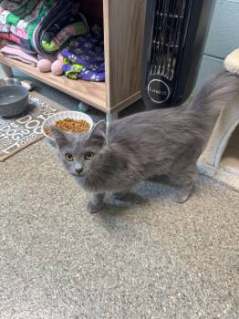 Rescue American Shorthair Cats for Adoption in Warren, Ohio - Angie | PetCurious