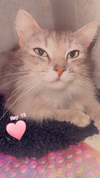 Gigi -  Maine Coon and Norwegian Forest Cat Cat for Adoption in Los Angeles, California - Gigi | PetCurious
