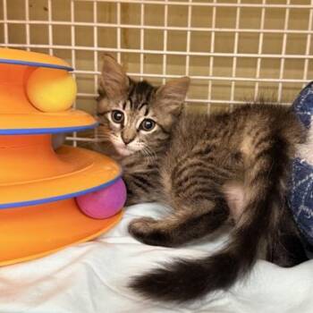 Domestic Short Hair Cats Available for Adoption in Honolulu, Hawaii - Princess | PetCurious