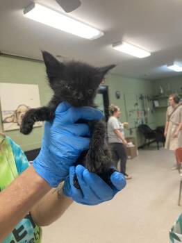 Domestic Short Hair Cats Available for Adoption in Burnsville, North Carolina - Valve | PetCurious