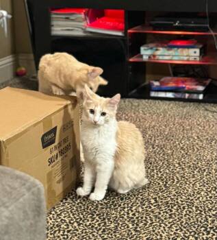 Rescue Domestic Medium Hair Cats for Adoption in Edmond, Oklahoma - Ozzy | PetCurious