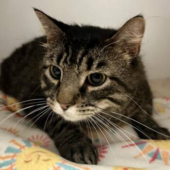 Pickles -  Domestic Medium Hair Cat Available for Adoption in Saint Joseph, Missouri - Pickles | PetCurious