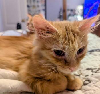 Pawdrey Hepburn -  Domestic Long Hair Cat for Adoption in Lenexa, Kansas - Pawdrey Hepburn | PetCurious