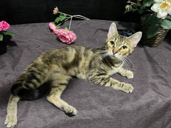 Rescue Tabby and Domestic Short Hair Cats for Adoption in Fayetteville, Georgia - Misty | PetCurious