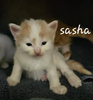 Domestic Short Hair Cats Available for Adoption in Chalfont, Pennsylvania - Sasha | PetCurious