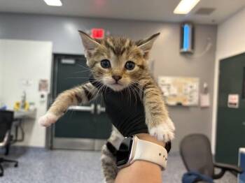 Domestic Short Hair Cats Available for Adoption in Thousand Palms, California - MACCHIATO | PetCurious