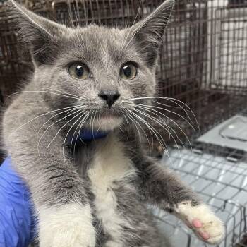 Tuna Fish -  Domestic Short Hair Cat for Adoption in Philadelphia, Pennsylvania - Tuna Fish | PetCurious