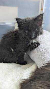 Mistletoe -  Domestic Medium Hair and Domestic Short Hair Cat for Adoption - Mistletoe | PetCurious