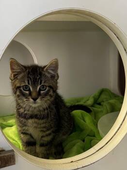 Franklin -  Domestic Medium Hair Cat for Adoption in Peconic, New York - Franklin | PetCurious