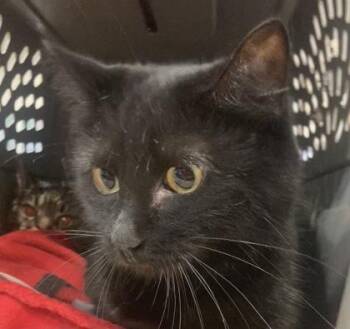 Minnie -  Domestic Short Hair Cat Available for Adoption in Cincinnati, Ohio - Minnie | PetCurious