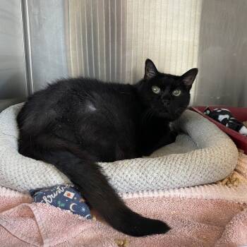 Rescue Domestic Medium Hair Cats for Adoption in Concord, New Hampshire - Midnight | PetCurious