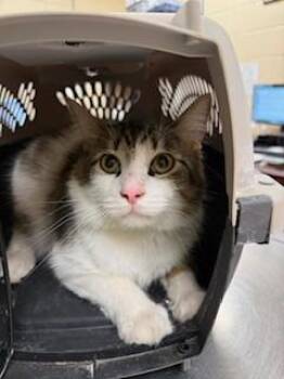 ROCKY -  Domestic Short Hair Cat for Adoption in Aliquippa, Pennsylvania - ROCKY | PetCurious