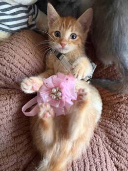 Dean -  Tabby Cat for Adoption in San Antonio, Texas - Dean | PetCurious