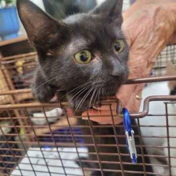 Lemu -  Domestic Short Hair Cat for Adoption in Memphis, Tennessee - Lemu | PetCurious