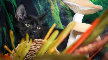 Rescue Bombay and Domestic Short Hair Cats for Adoption in Lucas, Texas - Jasper & Merlin | PetCurious