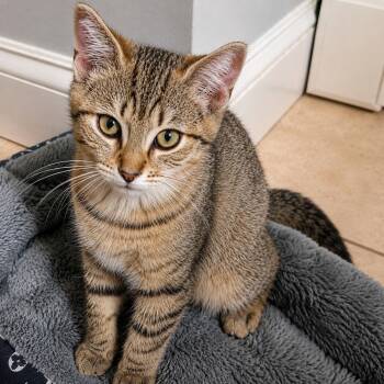 Theodore - 5 Months ( Avail 7 /15) -  Domestic Short Hair Cat for Adoption in Sterling, Massachusetts - Theodore - 5 Months ( Avail 7 /15) | PetCurious