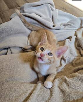 Peso -  Domestic Short Hair Cat for Adoption in Lincoln, Nebraska - Peso | PetCurious