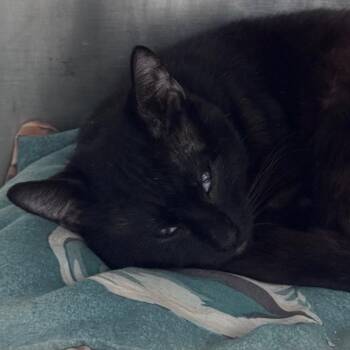 Domestic Short Hair Cats Available for Adoption in Summerville, South Carolina - Ford | PetCurious