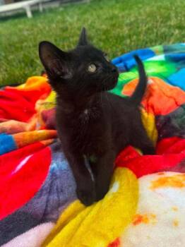 Black Licorice -  Domestic Short Hair Cat for Adoption in Lincoln, Nebraska - Black Licorice | PetCurious