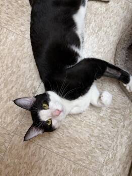 Thing 1 -  Domestic Short Hair Cat for Adoption in Wheaton, Illinois - Thing 1 | PetCurious