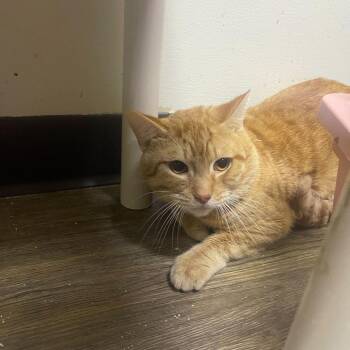 Domestic Short Hair Cats Available for Adoption - Paul | PetCurious