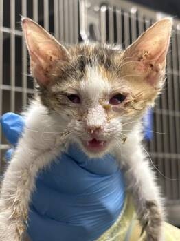 Domestic Short Hair Cats Available for Adoption in Las Vegas, Nevada - ORANGE CHICKEN | PetCurious