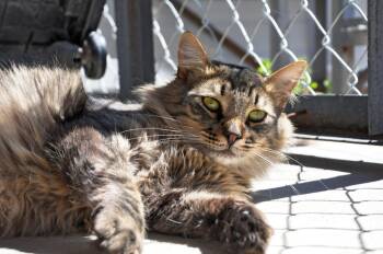 Rescue Domestic Long Hair Cats for Adoption in Ogden, Utah - Cornelius | PetCurious