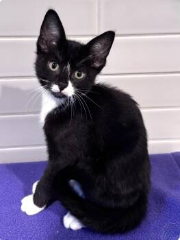 Major -  Domestic Short Hair Cat for Adoption in Larkfield-wikiup, California - Major | PetCurious