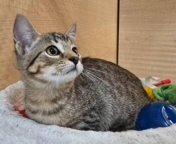 Felicia -  Domestic Short Hair Cat for Adoption in Rowlett, Texas - Felicia | PetCurious