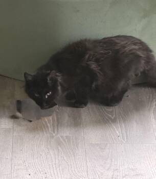 Crackle -  Domestic Long Hair Cat Available for Adoption in Kirklin, Indiana - Crackle | PetCurious