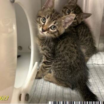 Taro -  Domestic Short Hair Cat for Adoption in West Palm Beach, Florida - Taro | PetCurious
