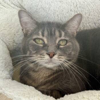 Rescue Domestic Short Hair Cats for Adoption in Latrobe, Pennsylvania - Bella | PetCurious