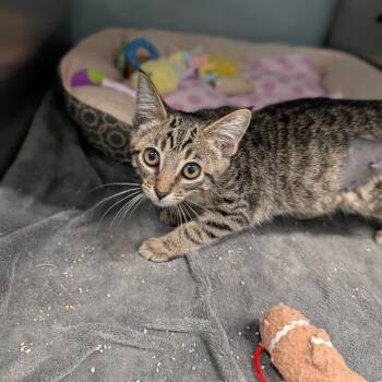 Birdie -  Domestic Short Hair Cat for Adoption in Cape Girardeau, Missouri - Birdie | PetCurious