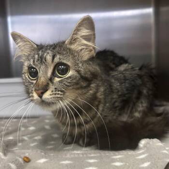 Domestic Medium Hair Cats Available for Adoption in Lakeland, Florida - Pastry | PetCurious