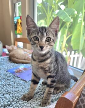 Tokyo -  Domestic Short Hair and Tabby Cat for Adoption in San Antonio, Texas - Tokyo | PetCurious