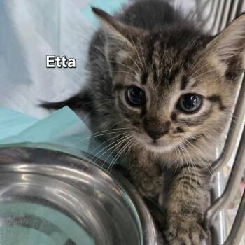 Rescue Domestic Short Hair Cats for Adoption in Madison, Wisconsin - Etta | PetCurious