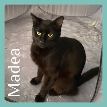 Rescue Tabby Cats for Adoption in Lawton, Oklahoma - MADEA | PetCurious