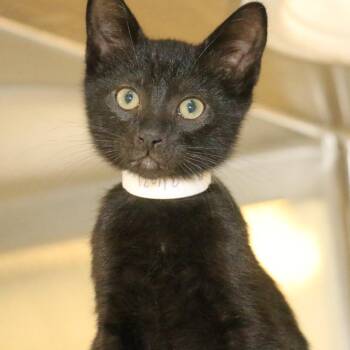 Domestic Short Hair Cats Available for Adoption in Pasadena, California - Hollywood | PetCurious