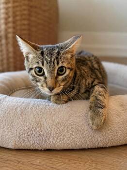 Lynx -  Tabby Cat for Adoption in Calimesa, California - Lynx | PetCurious