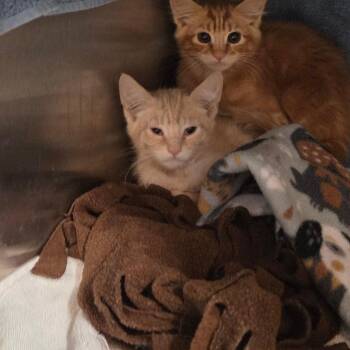 Domestic Short Hair Cats Available for Adoption in Pasadena, California - Mando | PetCurious