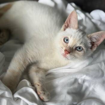 38 Special -  Siamese Cat for Adoption in Brownsboro, Alabama - 38 Special | PetCurious