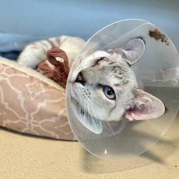 Wesley -  Siamese Cat for Adoption in Durango, Colorado - Wesley | PetCurious