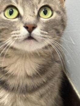 Domestic Medium Hair Cats Available for Adoption in Saint Francisville, Louisiana - Jemma | PetCurious