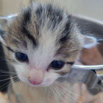 Shimmy -  Domestic Medium Hair Cat for Adoption in Kanab, Utah - Shimmy | PetCurious