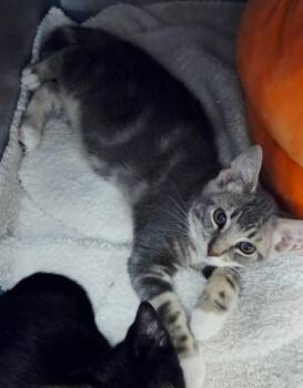Shrimp Po Boy -  Domestic Short Hair Cat for Adoption in Liverpool, New York - Shrimp Po Boy | PetCurious
