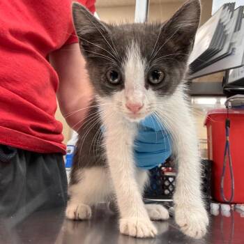 Cyprus -  Domestic Short Hair Cat for Adoption in Birmingham, Alabama - Cyprus | PetCurious