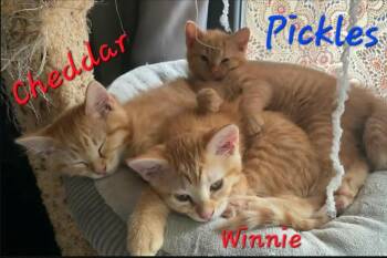 Domestic Short Hair Cats Available for Adoption in Sprakers, New York - Pickles | PetCurious