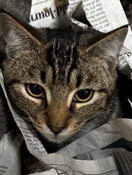 Rescue Domestic Short Hair Cats for Adoption in Spartanburg, South Carolina - Mercy | PetCurious